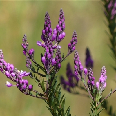 Comesperma ericinum (Heath Milkwort) at Bundanoon, NSW - 17 Sep 2024 by Curiosity