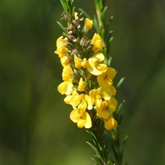 Dillwynia floribunda (Flowery Parrot-pea, Showy Parrot-pea) by Curiosity