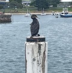 Phalacrocorax carbo (Great Cormorant) at Ulladulla, NSW - 22 Sep 2024 by Clarel