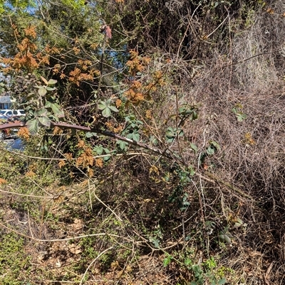 Rubus anglocandicans (Blackberry) at Phillip, ACT - 17 Sep 2024 by AniseStar