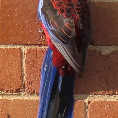 Platycercus elegans (Crimson Rosella) at Acton, ACT - 21 Sep 2024 by RobParnell