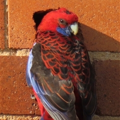 Platycercus elegans at Acton, ACT - 21 Sep 2024