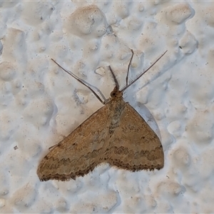 Scopula rubraria at Watson, ACT - 20 Sep 2024