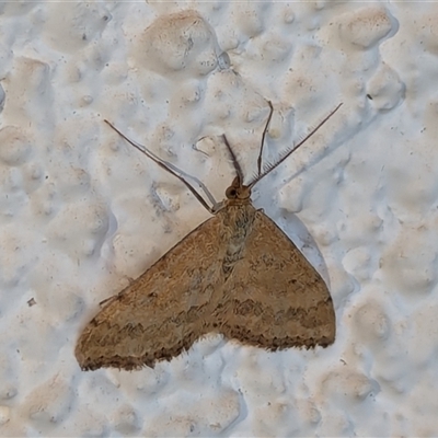 Scopula rubraria (Reddish Wave, Plantain Moth) at Watson, ACT - 19 Sep 2024 by AniseStar