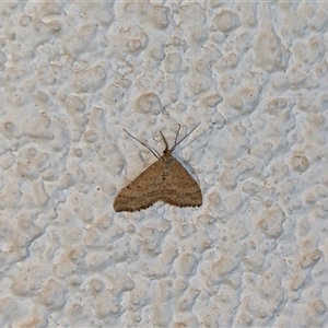 Scopula rubraria at Watson, ACT - 20 Sep 2024