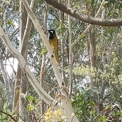 Nesoptilotis leucotis (White-eared Honeyeater) at Kambah, ACT - 21 Sep 2024 by KateU