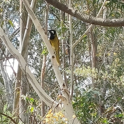 Nesoptilotis leucotis (White-eared Honeyeater) at Kambah, ACT - 21 Sep 2024 by KateU