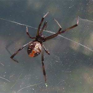 Latrodectus hasselti at Narrabundah, ACT - 10 Sep 2024 12:04 PM