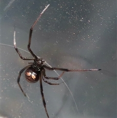 Latrodectus hasselti at Narrabundah, ACT - 10 Sep 2024 12:04 PM