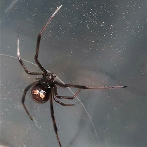 Latrodectus hasselti at Narrabundah, ACT - 10 Sep 2024 12:04 PM