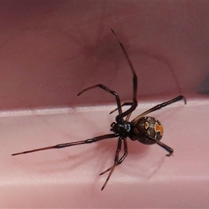 Latrodectus hasselti at Narrabundah, ACT - 10 Sep 2024 12:04 PM