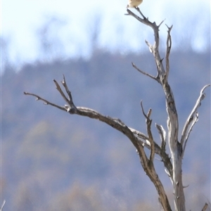 Falco cenchroides at Rendezvous Creek, ACT - 21 Sep 2024