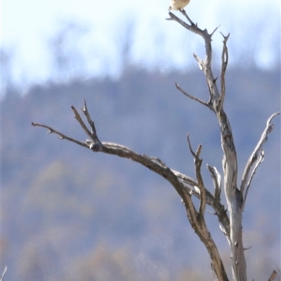 Falco cenchroides (Nankeen Kestrel) at Rendezvous Creek, ACT - 21 Sep 2024 by JimL