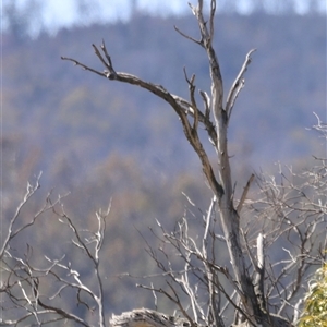 Falco cenchroides at Rendezvous Creek, ACT - 21 Sep 2024