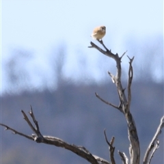 Falco cenchroides at Rendezvous Creek, ACT - 21 Sep 2024