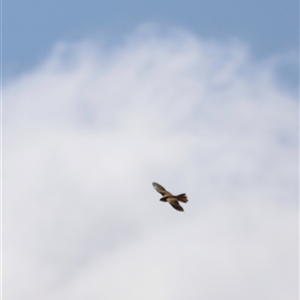 Falco cenchroides at Rendezvous Creek, ACT - 21 Sep 2024