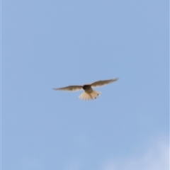 Falco cenchroides at Rendezvous Creek, ACT - 21 Sep 2024