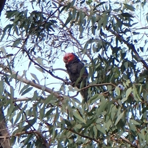 Callocephalon fimbriatum (identifiable birds) at Cook, ACT - 21 Sep 2024