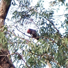 Callocephalon fimbriatum (identifiable birds) at Cook, ACT - 21 Sep 2024