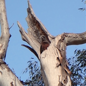 Callocephalon fimbriatum (identifiable birds) at Cook, ACT - 21 Sep 2024