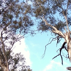 Callocephalon fimbriatum (identifiable birds) at Cook, ACT - 21 Sep 2024