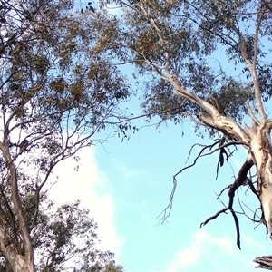 Callocephalon fimbriatum (identifiable birds) at Cook, ACT - 21 Sep 2024