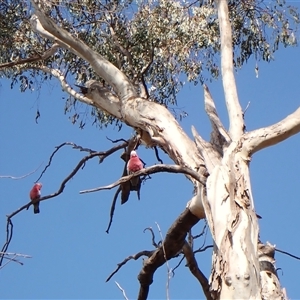 Callocephalon fimbriatum (identifiable birds) at Cook, ACT - 21 Sep 2024