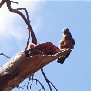 Callocephalon fimbriatum (identifiable birds) at Cook, ACT - 21 Sep 2024