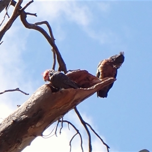 Callocephalon fimbriatum (identifiable birds) at Cook, ACT - 21 Sep 2024