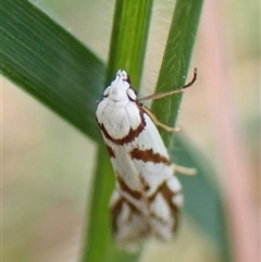 Oxythecta acceptella (Scat Moth) at Cook, ACT - 21 Sep 2024 by CathB