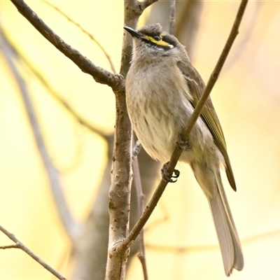 Caligavis chrysops (Yellow-faced Honeyeater) at Melba, ACT - 22 Sep 2024 by Thurstan