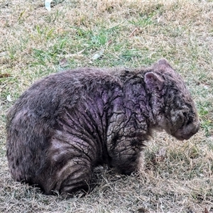 Vombatus ursinus at Kambah, ACT - 22 Sep 2024 09:00 AM