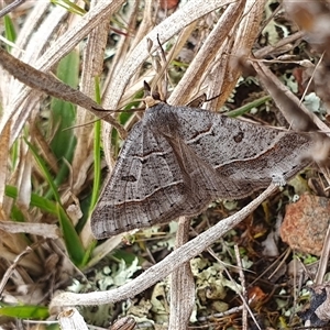 Antasia flavicapitata at Yass River, NSW - 22 Sep 2024