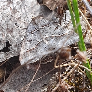 Antasia flavicapitata at Yass River, NSW - 22 Sep 2024