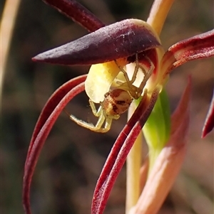 Australomisidia rosea at Aranda, ACT - 20 Sep 2024