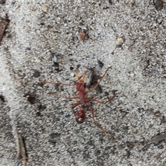 Myrmecia gulosa (Red bull ant) at Broulee, NSW - 21 Sep 2024 by LyndalT