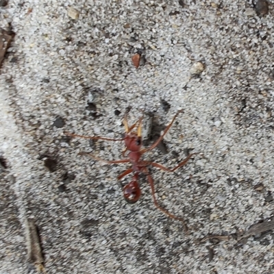 Myrmecia gulosa (Red bull ant) at Broulee, NSW - 21 Sep 2024 by LyndalT