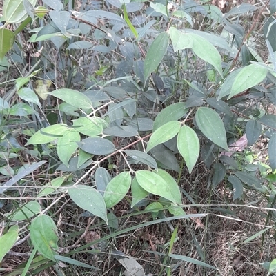 Rhodamnia rubescens (Scrub Turpentine, Brown Malletwood) at Myrtle Creek, NSW - 22 Sep 2024 by Bungybird