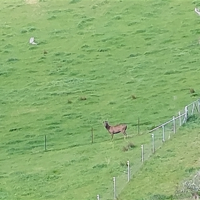 Cervidae (family) (Deer (unknown species)) at Lake Hume Village, NSW - 20 Sep 2024 by RobCook