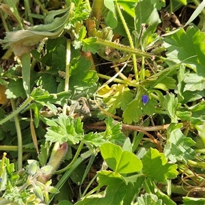 Erodium crinitum at Hawker, ACT - 21 Sep 2024