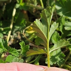 Erodium crinitum at Hawker, ACT - 21 Sep 2024