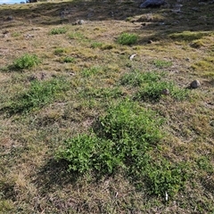 Erodium crinitum at Hawker, ACT - 21 Sep 2024