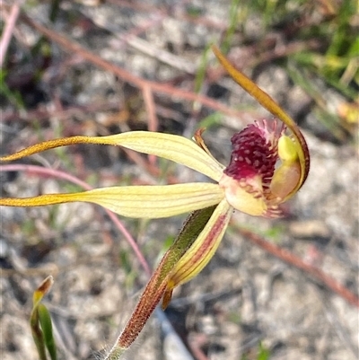 Caladenia sp. at Stirling Range National Park, WA - 22 Sep 2023 by NedJohnston