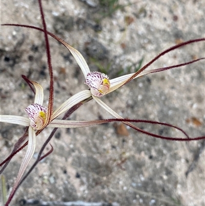 Caladenia sp. at Stirling Range National Park, WA - 22 Sep 2023 by NedJohnston