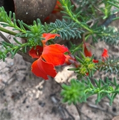 Lechenaultia formosa at Stirling Range National Park, WA - 22 Sep 2023 03:03 PM