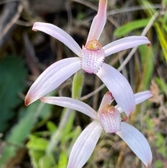 Caladenia hirta (Sugar Candy Orchid) at Stirling Range National Park, WA - 22 Sep 2023 by NedJohnston