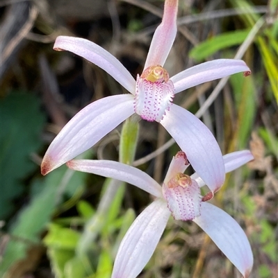 Caladenia hirta (Sugar Candy Orchid) at Stirling Range National Park, WA - 22 Sep 2023 by NedJohnston