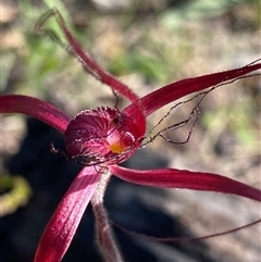 Caladenia filifera (Blood Spider Orchid) at Stirling Range National Park, WA - 22 Sep 2023 by NedJohnston