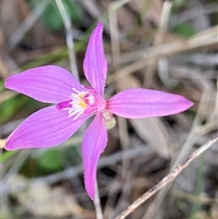 Caladenia latifolia (Pink Fairies) at Amelup, WA - 22 Sep 2023 by NedJohnston