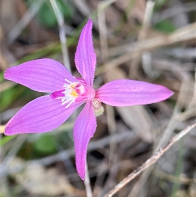 Caladenia latifolia (Pink Fairies) at Amelup, WA - 22 Sep 2023 by NedJohnston